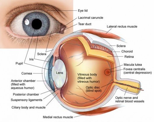 Detailed Parts of the Human Eye Anatomy
